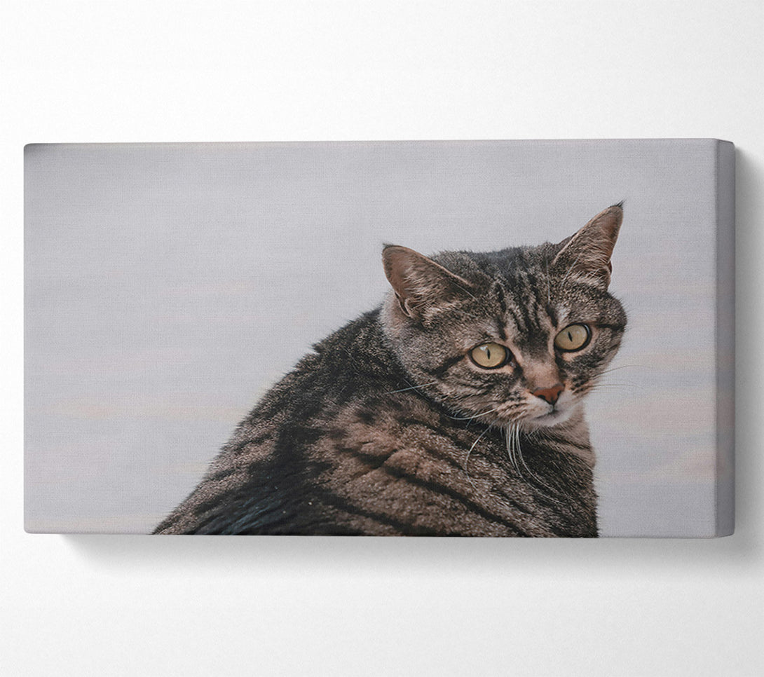  A Canvas Print of Golden Grey Glance Canvas Art