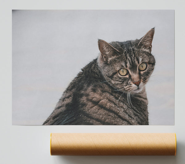 Golden Grey Glance Print