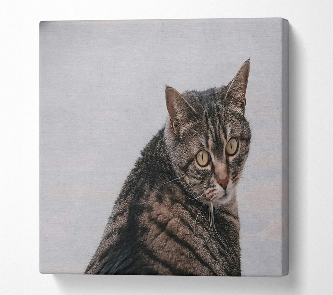  A Canvas Print of Golden Grey Glance Canvas Art