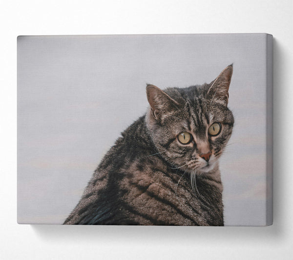  A Canvas Print of Golden Grey Glance Canvas Art