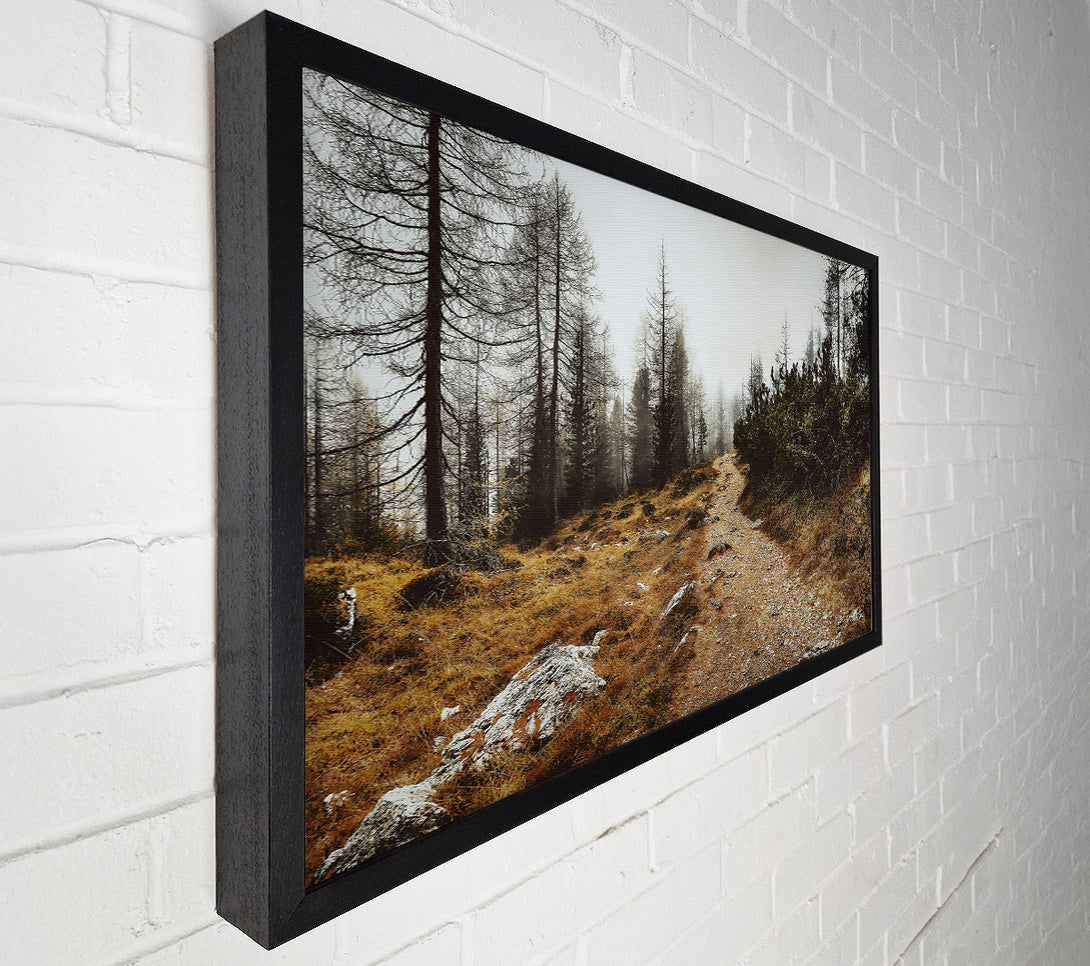  A Canvas Print of Golden Path Through Fog Canvas Wall Art