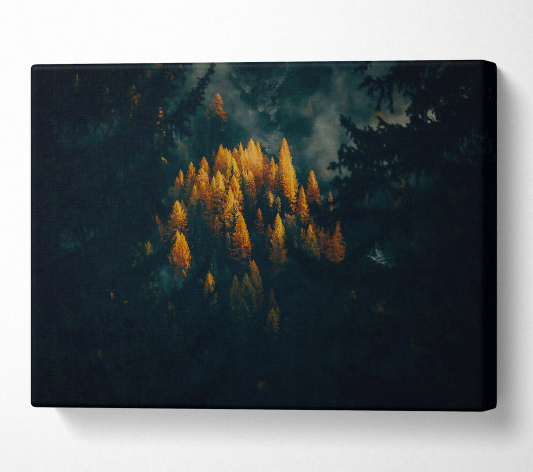  A Canvas Print of Golden Light Through Trees Canvas Wall Art