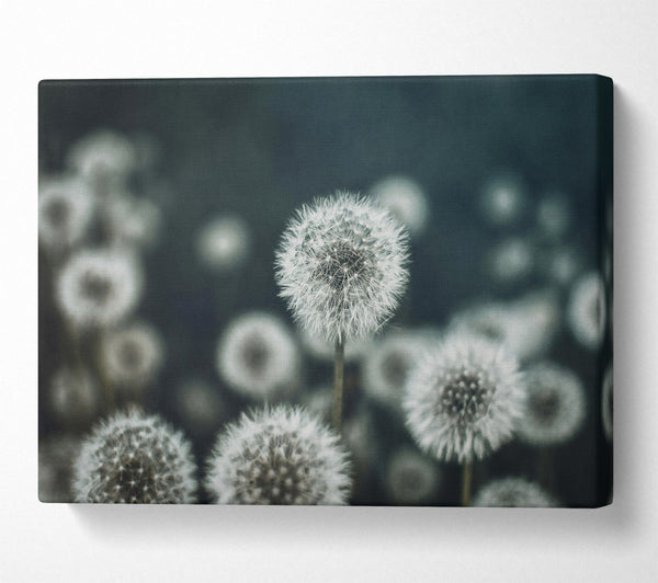  A Canvas Print of Teal Field Of Wishes Canvas Print