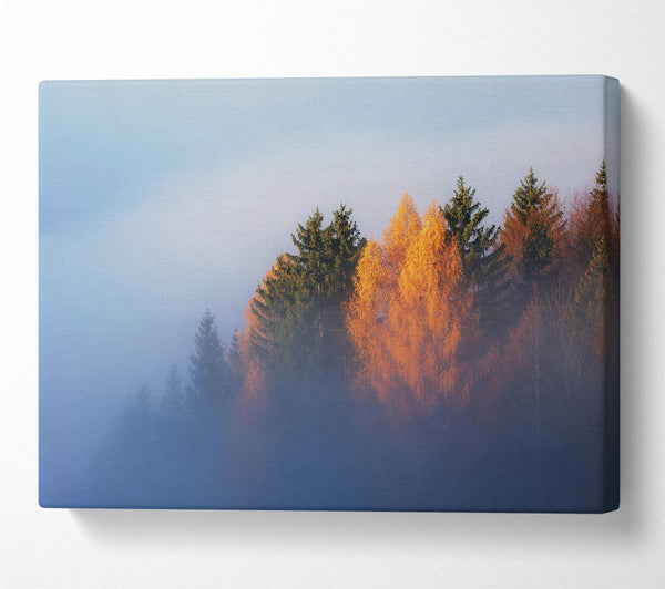  A Canvas Print of Golden Foggy Pines Canvas Print