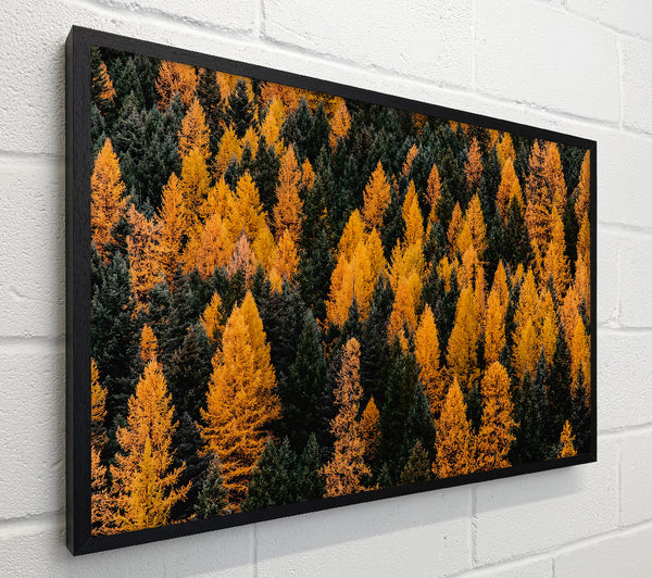 Golden Forest Canopy