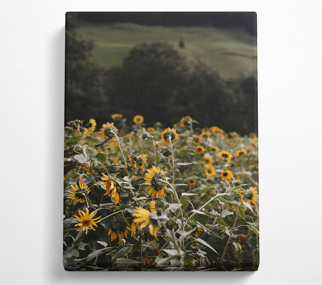  A Canvas Print of Golden Sunflower Field Canvas Print