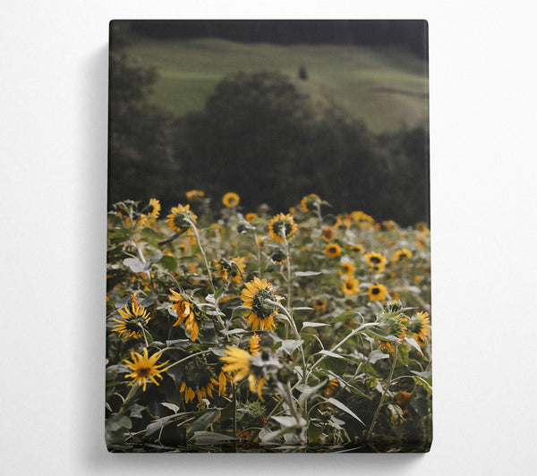  A Canvas Print of Golden Sunflower Field Canvas Print