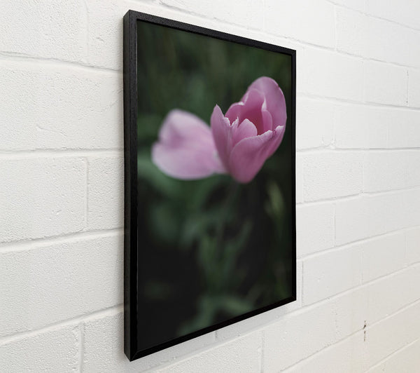 Pink Tulip Embrace