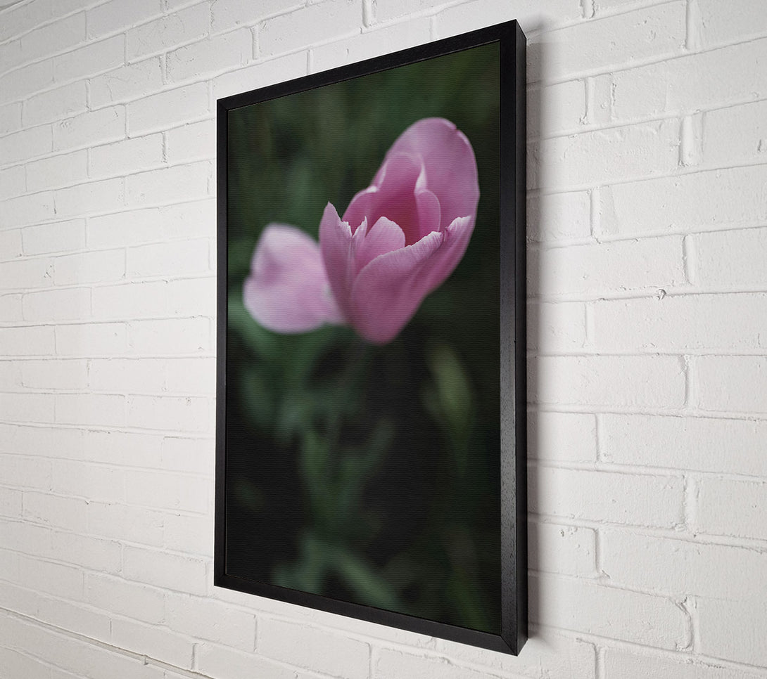  A Canvas Print of Pink Tulip Embrace Canvas Print