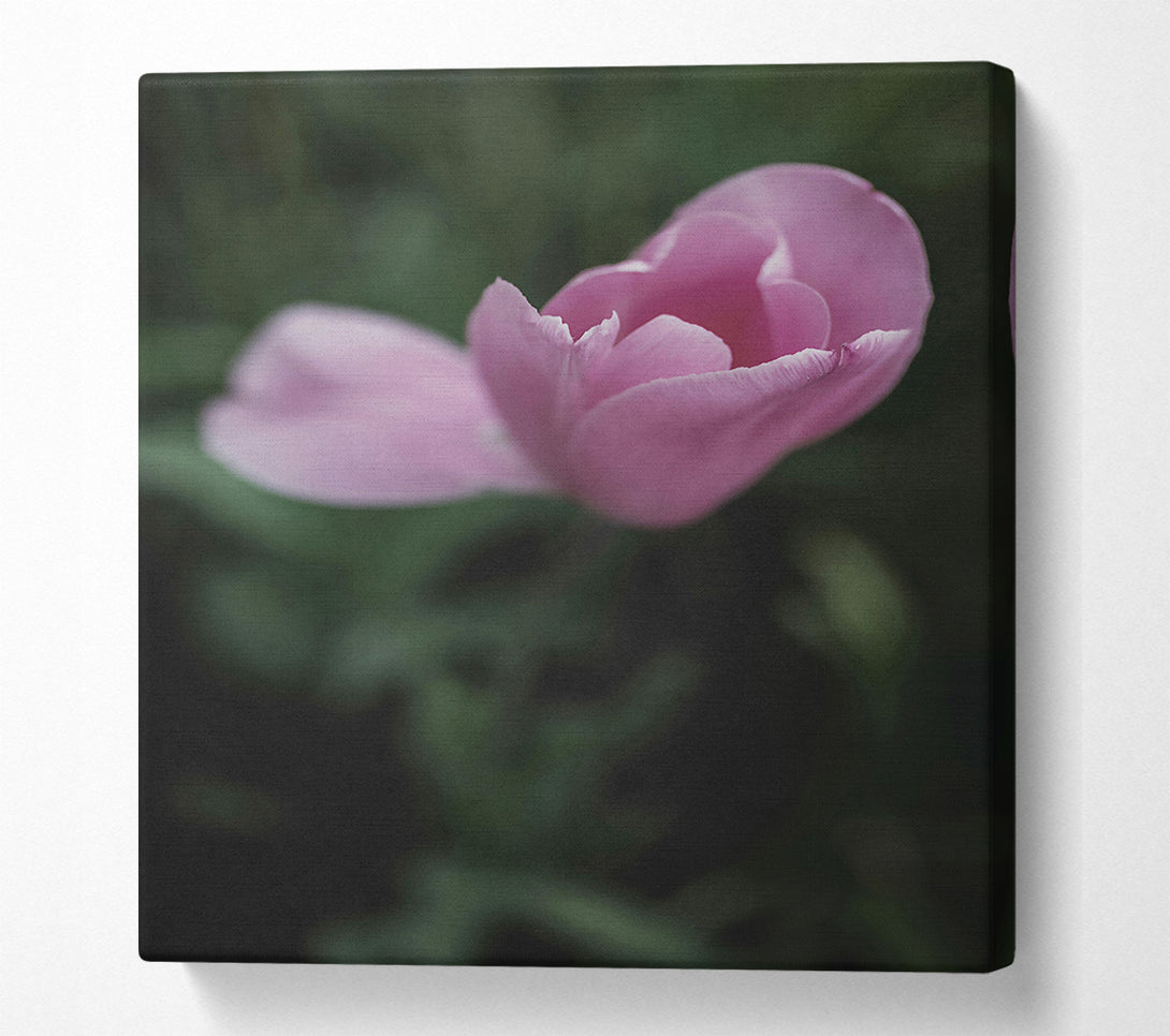 A Canvas Print of Pink Tulip Embrace Canvas Print