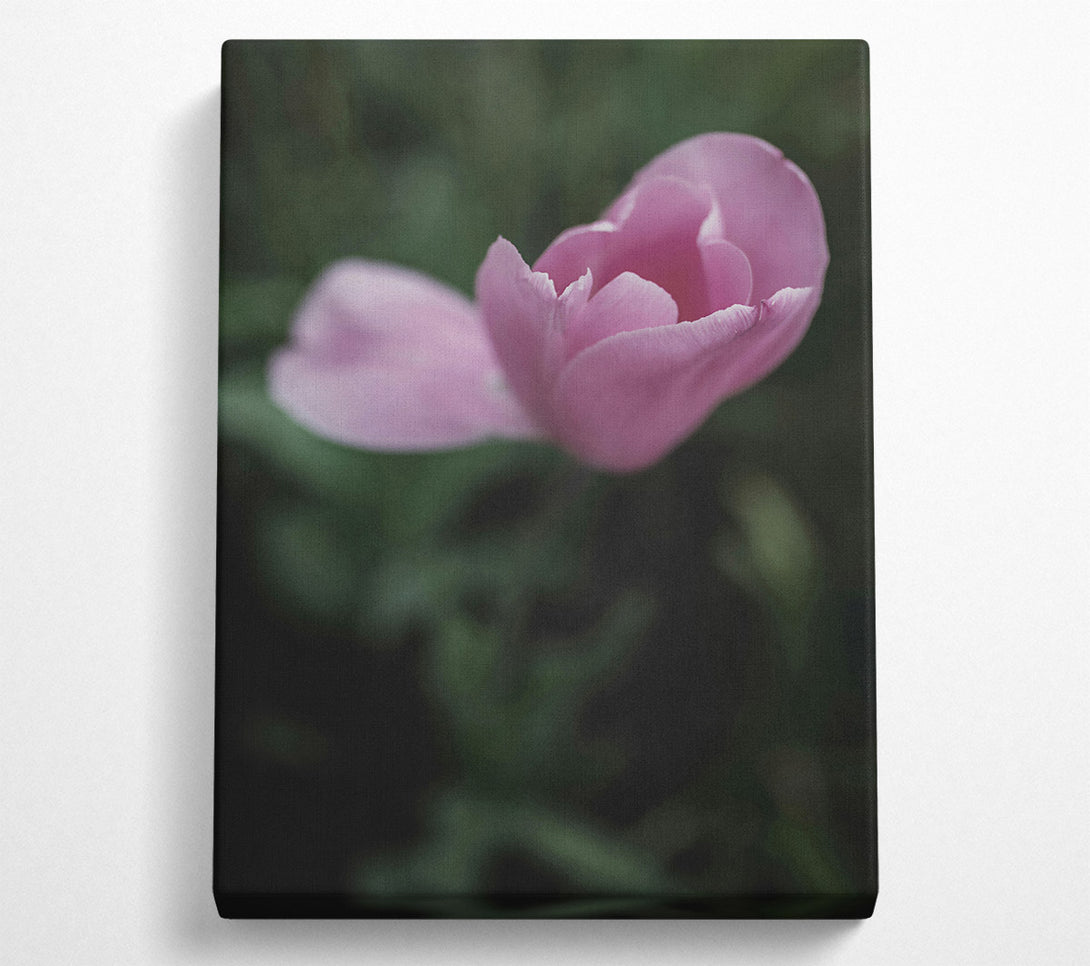  A Canvas Print of Pink Tulip Embrace Canvas Print
