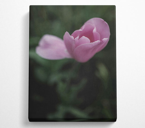  A Canvas Print of Pink Tulip Embrace Canvas Print