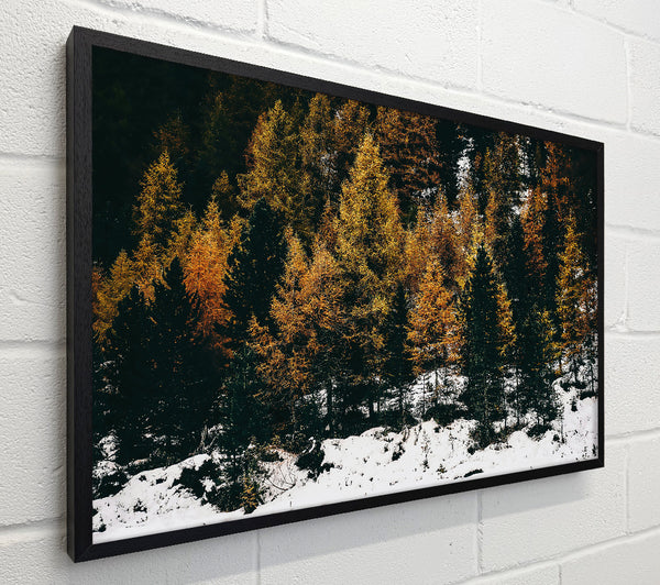 Golden Pines In Snow