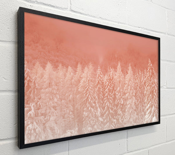 Salmon Forest Dawn