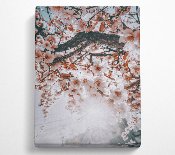  A Canvas Print of Peach Blossom Sun Canvas Art