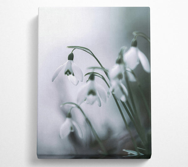 Silver Bell Snowdrops