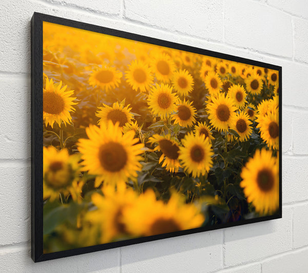 Golden Sunflowers Field