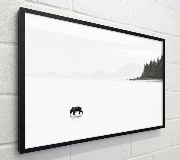 White Shore Solitude