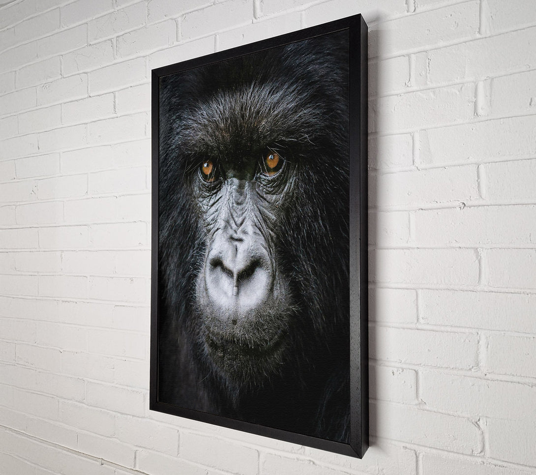  A Canvas Print of Black Fur, Golden Eyes. Canvas Art