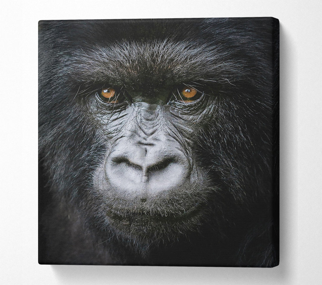  A Canvas Print of Black Fur, Golden Eyes. Canvas Art