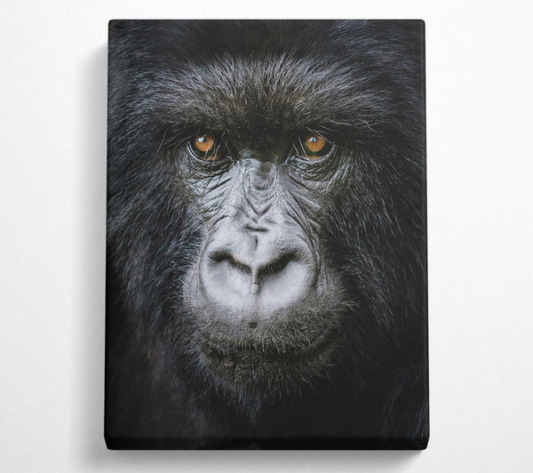  A Canvas Print of Black Fur, Golden Eyes. Canvas Art