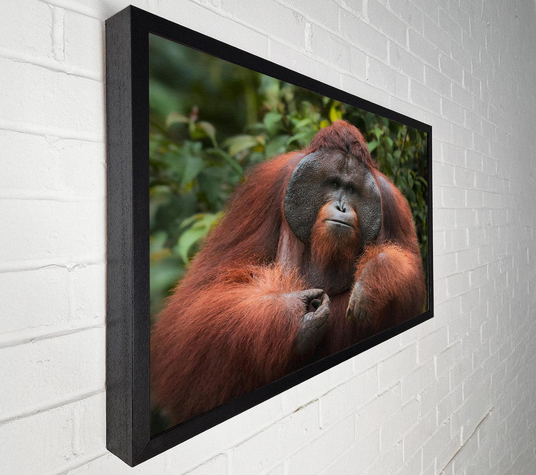 A Canvas Print of The Orange Gaze Canvas Art