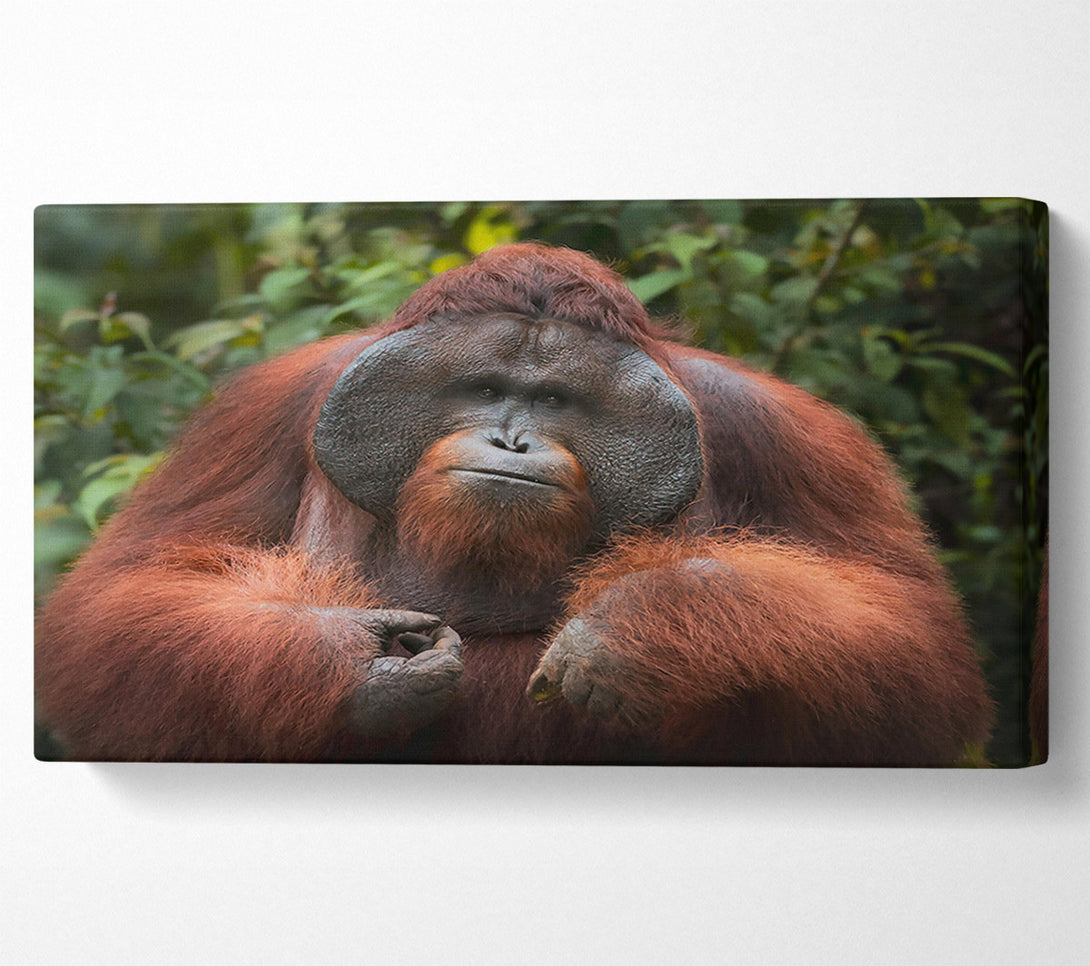  A Canvas Print of The Orange Gaze Canvas Art
