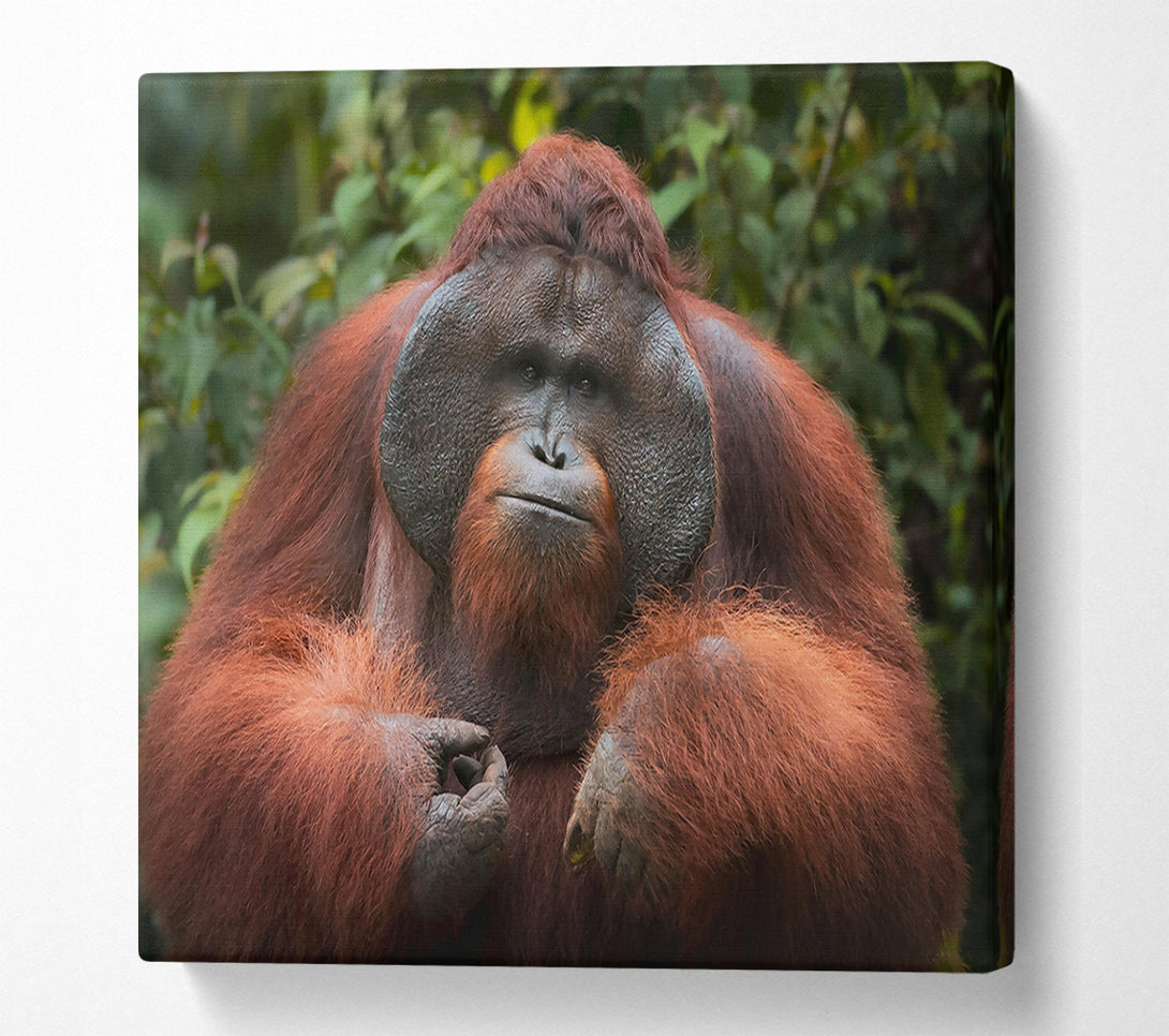  A Canvas Print of The Orange Gaze Canvas Art