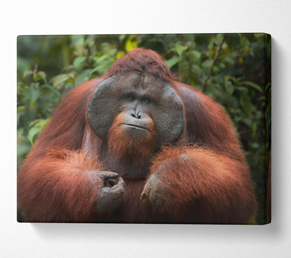  A Canvas Print of The Orange Gaze Canvas Art
