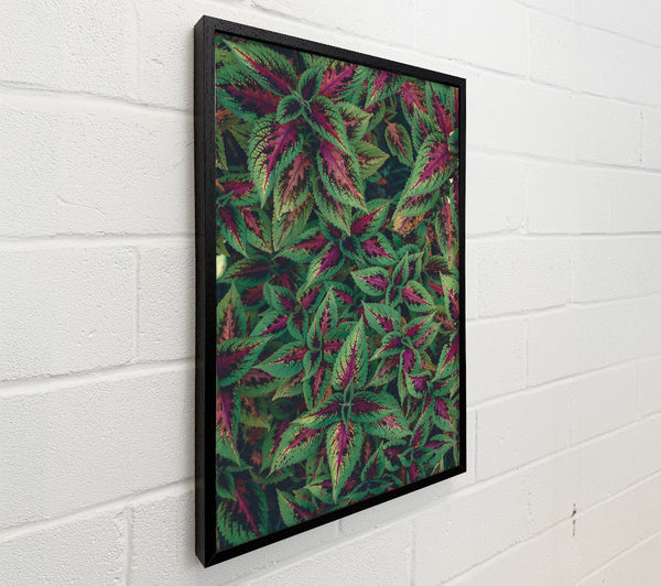 Crimson Green Leaves