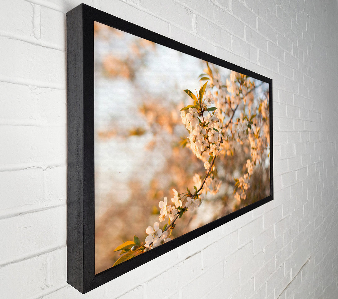  A Canvas Print of Golden Spring Blossom Canvas Print