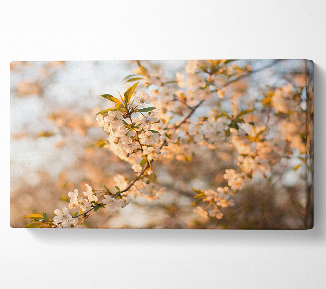  A Canvas Print of Golden Spring Blossom Canvas Print