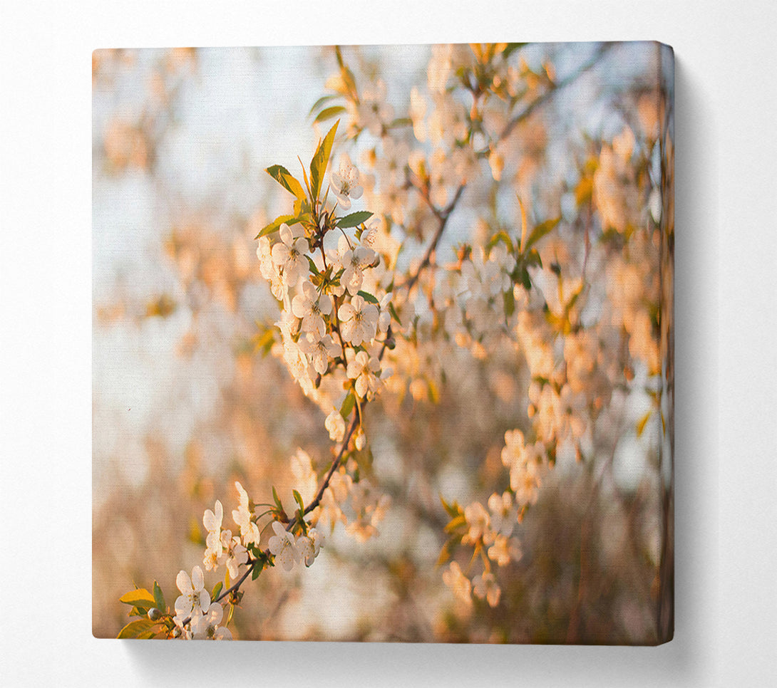  A Canvas Print of Golden Spring Blossom Canvas Print