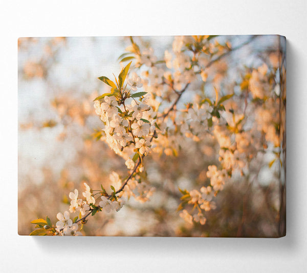  A Canvas Print of Golden Spring Blossom Canvas Print