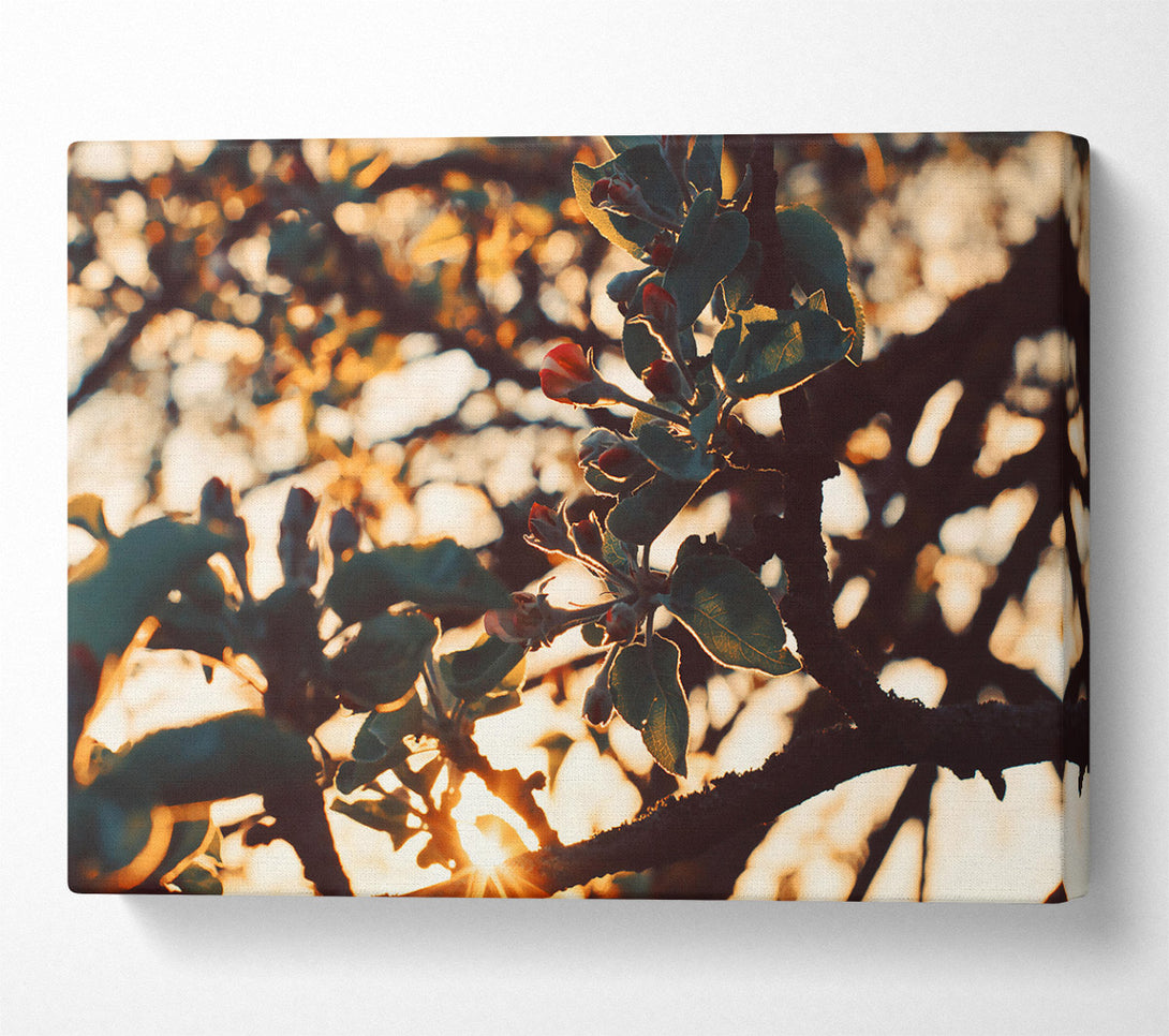  A Canvas Print of Golden Hour Bloom Canvas Print