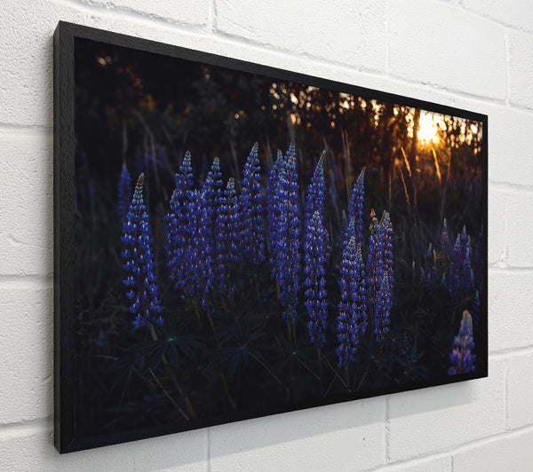 Twilight Blue Blooms