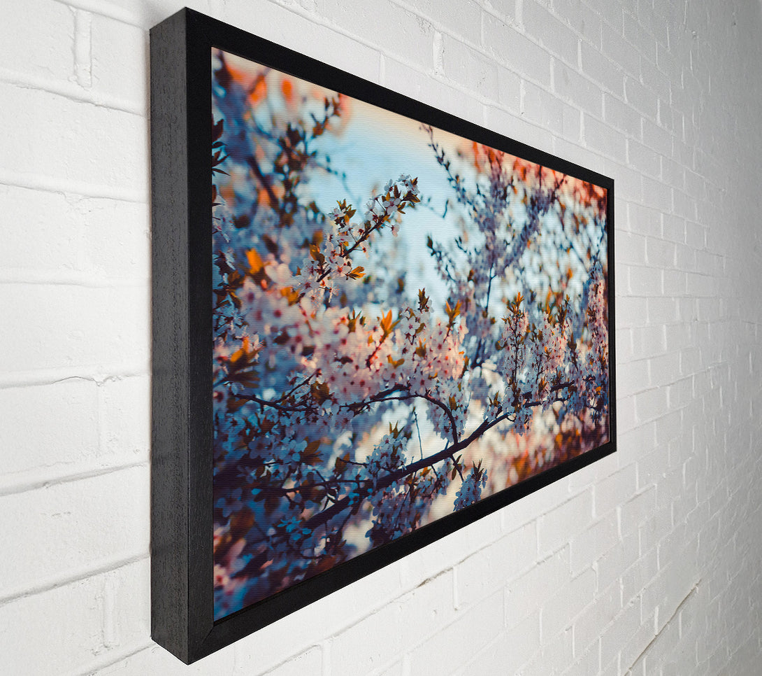  A Canvas Print of White Blossom Sunset Canvas Art