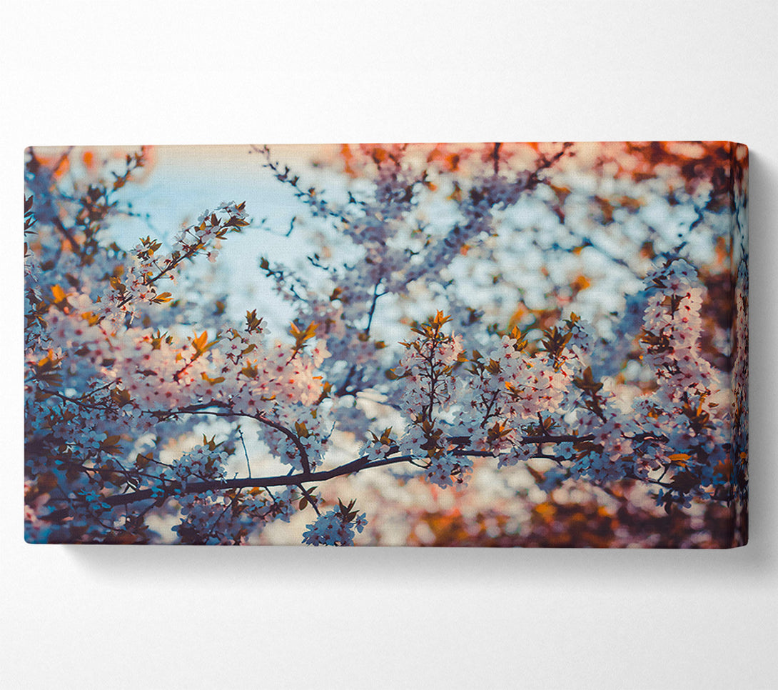  A Canvas Print of White Blossom Sunset Canvas Art