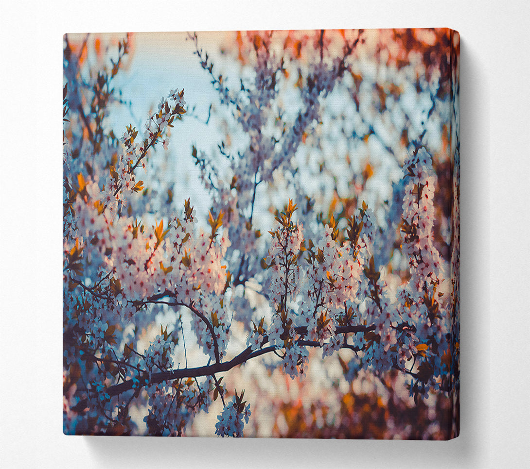  A Canvas Print of White Blossom Sunset Canvas Art