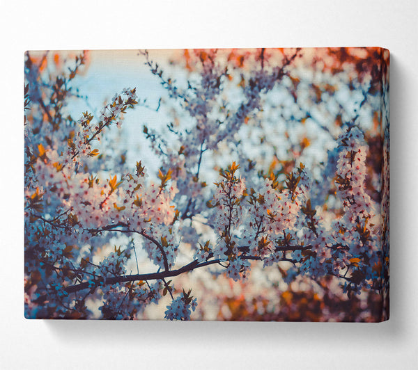  A Canvas Print of White Blossom Sunset Canvas Art