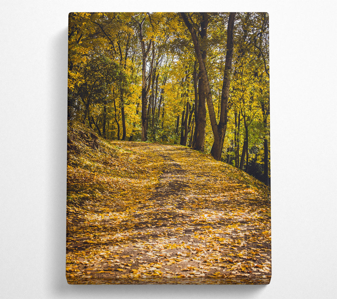  A Canvas Print of Golden Path Through Trees Canvas Print