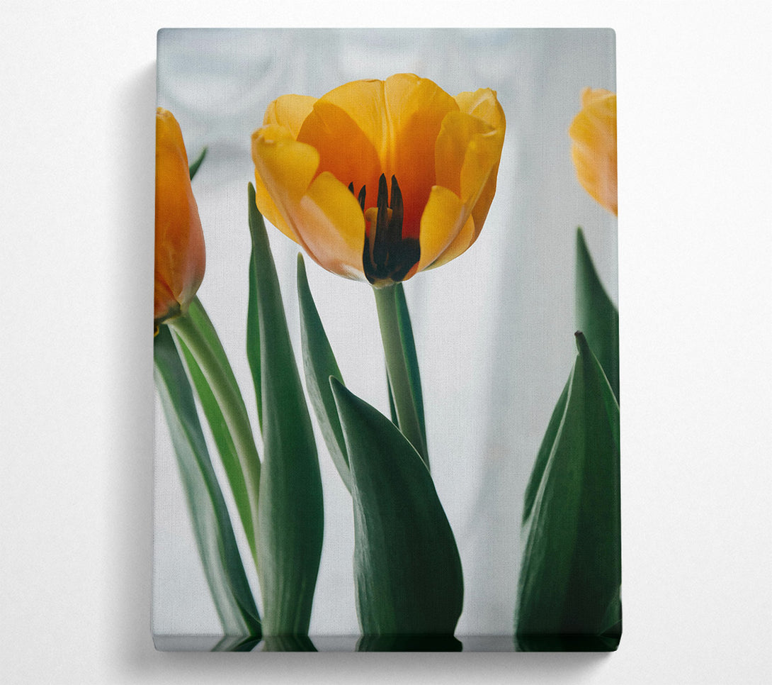  A Canvas Print of Golden Tulip Bloom Canvas Wall Art
