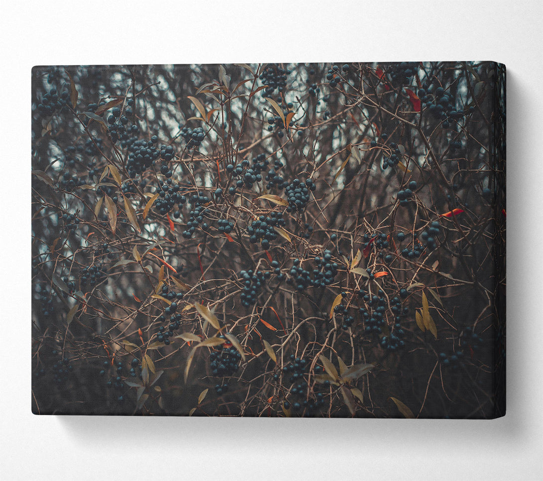  A Canvas Print of Indigo Winter Sprig Canvas Art
