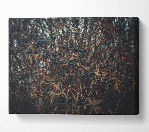  A Canvas Print of Indigo Winter Sprig Canvas Art