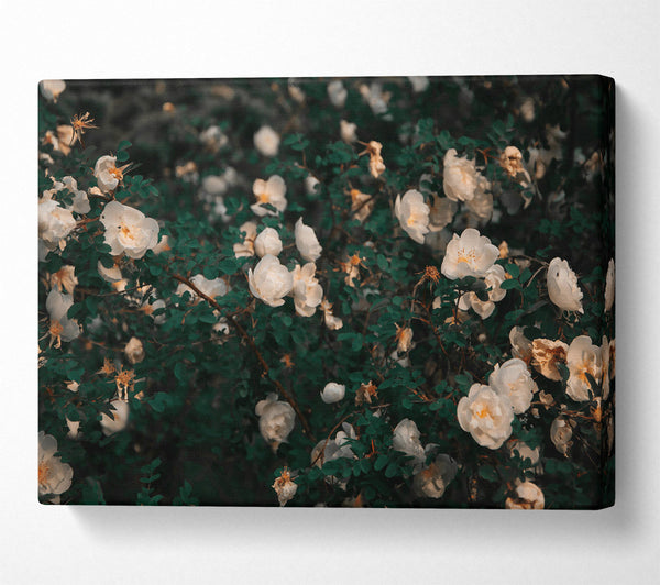  A Canvas Print of Emerald White Blooms. Canvas Wall Art