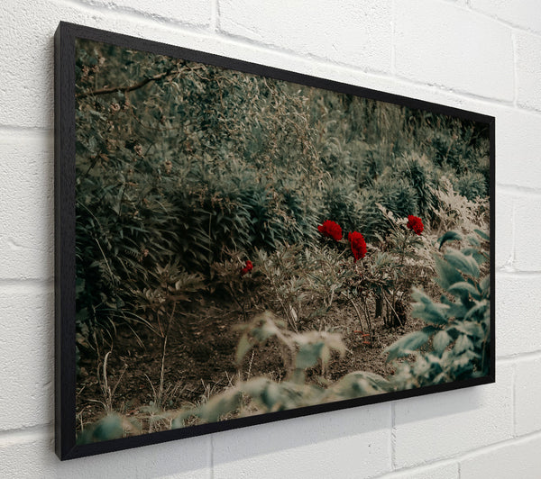 Red Blooms In Green