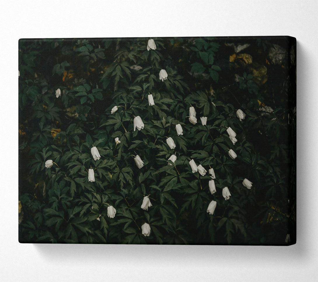  A Canvas Print of Emerald And White Blooms Canvas Print