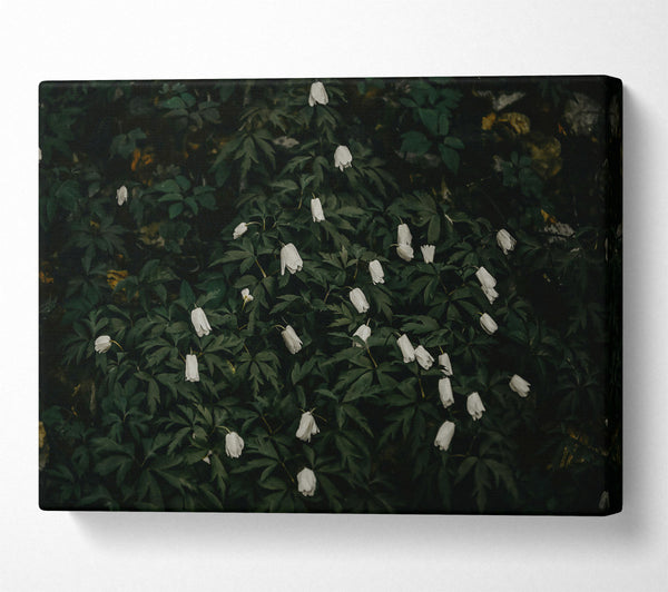  A Canvas Print of Emerald And White Blooms Canvas Print