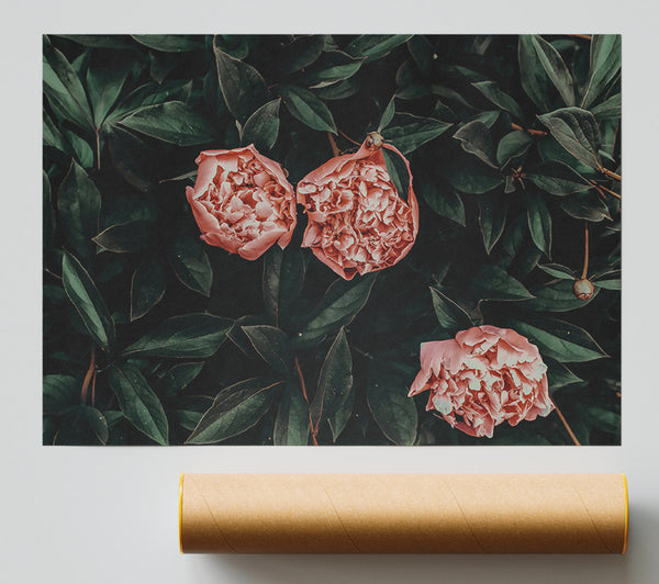 Blush Blooms In Green Poster