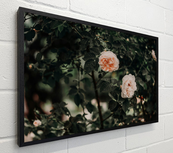 Blush Rose Bush